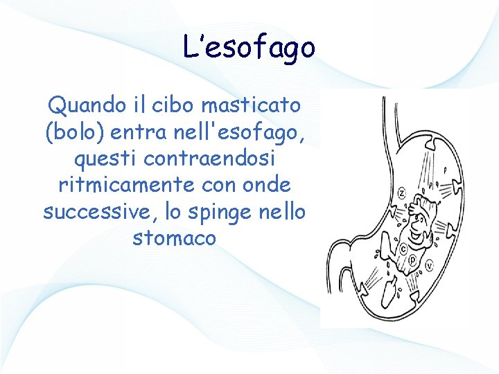 L’esofago Quando il cibo masticato (bolo) entra nell'esofago, questi contraendosi ritmicamente con onde successive,