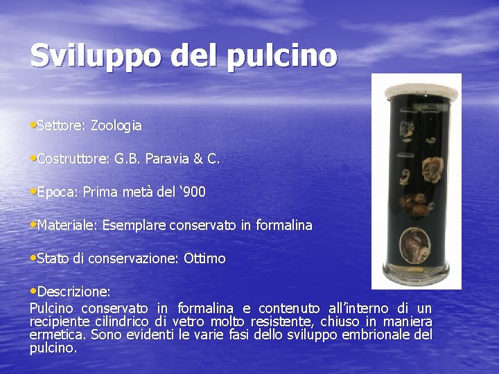 Sviluppo del pulcino • Settore: Zoologia • Costruttore: G. B. Paravia & C. •