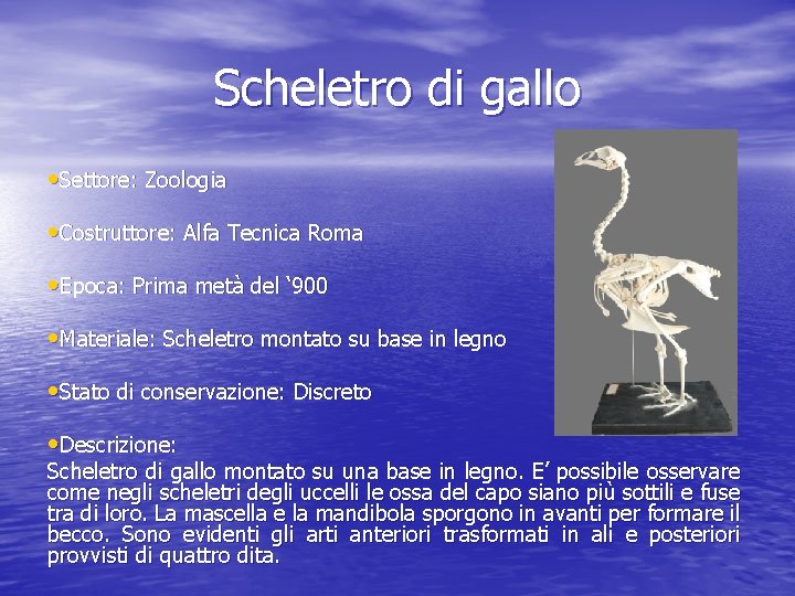 Scheletro di gallo • Settore: Zoologia • Costruttore: Alfa Tecnica Roma • Epoca: Prima