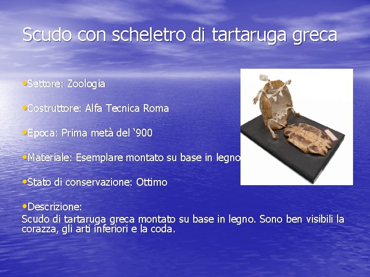 Scudo con scheletro di tartaruga greca • Settore: Zoologia • Costruttore: Alfa Tecnica Roma