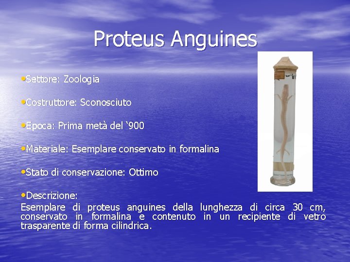 Proteus Anguines • Settore: Zoologia • Costruttore: Sconosciuto • Epoca: Prima metà del ‘ Proteus Anguines • Settore: Zoologia • Costruttore: Sconosciuto • Epoca: Prima metà del ‘