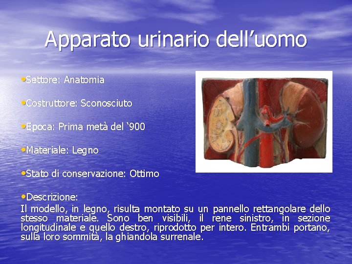 Apparato urinario dell’uomo • Settore: Anatomia • Costruttore: Sconosciuto • Epoca: Prima metà del