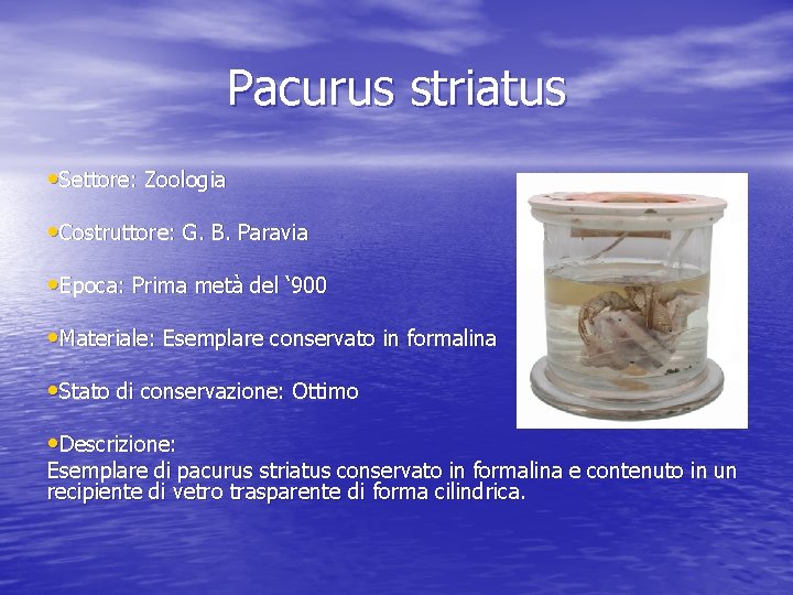 Pacurus striatus • Settore: Zoologia • Costruttore: G. B. Paravia • Epoca: Prima metà