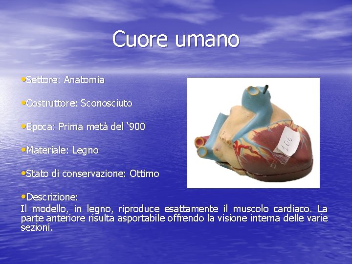 Cuore umano • Settore: Anatomia • Costruttore: Sconosciuto • Epoca: Prima metà del ‘