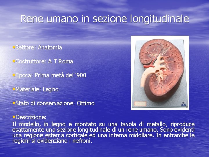 Rene umano in sezione longitudinale • Settore: Anatomia • Costruttore: A T Roma •