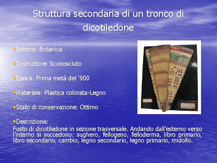 Struttura secondaria di un tronco di dicotiledone • Settore: Botanica • Costruttore: Sconosciuto •