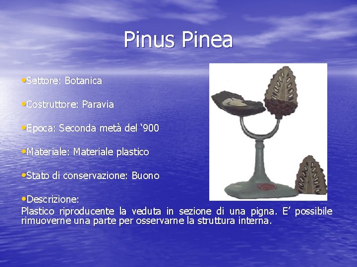 Pinus Pinea • Settore: Botanica • Costruttore: Paravia • Epoca: Seconda metà del ‘