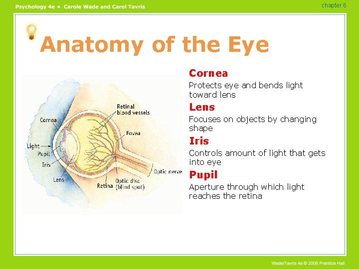 chapter 6 Anatomy of the Eye Cornea Protects eye and bends light toward lens chapter 6 Anatomy of the Eye Cornea Protects eye and bends light toward lens