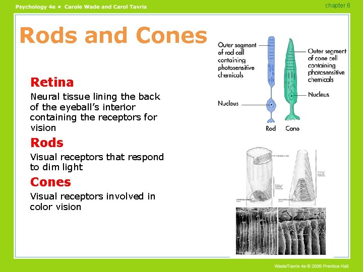 chapter 6 Rods and Cones Retina Neural tissue lining the back of the eyeball’s chapter 6 Rods and Cones Retina Neural tissue lining the back of the eyeball’s