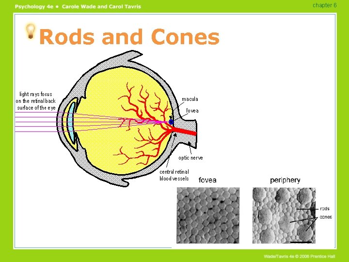 chapter 6 Rods and Cones chapter 6 Rods and Cones