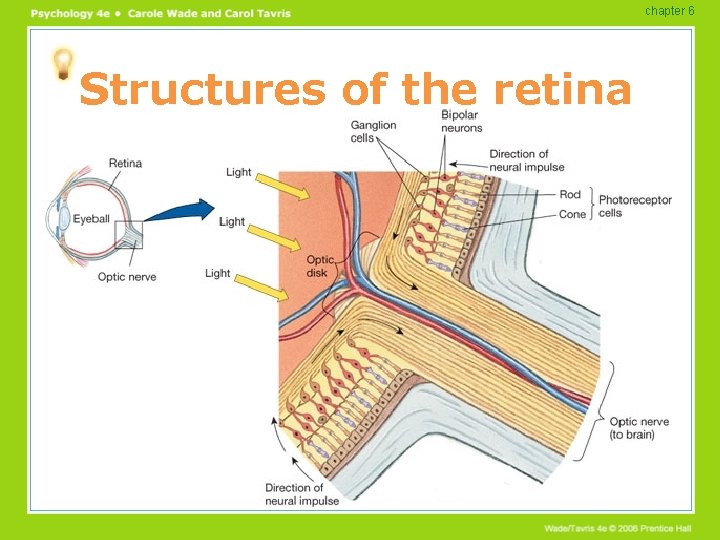 chapter 6 Structures of the retina chapter 6 Structures of the retina
