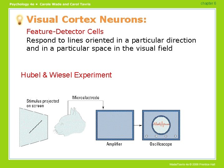chapter 6 Visual Cortex Neurons: Feature-Detector Cells Respond to lines oriented in a particular chapter 6 Visual Cortex Neurons: Feature-Detector Cells Respond to lines oriented in a particular