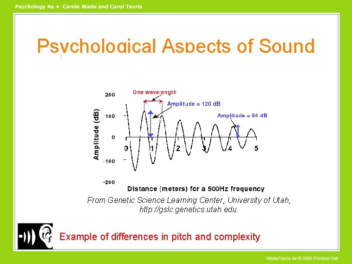 Psychological Aspects of Sound From Genetic Science Learning Center, University of Utah, http: //gslc. Psychological Aspects of Sound From Genetic Science Learning Center, University of Utah, http: //gslc.