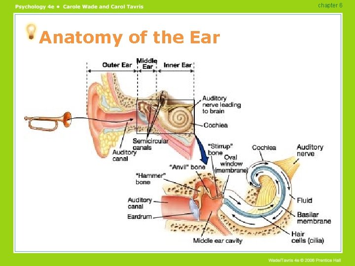 chapter 6 Anatomy of the Ear chapter 6 Anatomy of the Ear