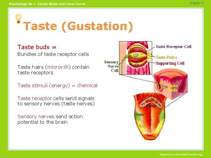 chapter 6 Taste (Gustation) Taste buds = Bundles of taste receptor cells Taste hairs chapter 6 Taste (Gustation) Taste buds = Bundles of taste receptor cells Taste hairs