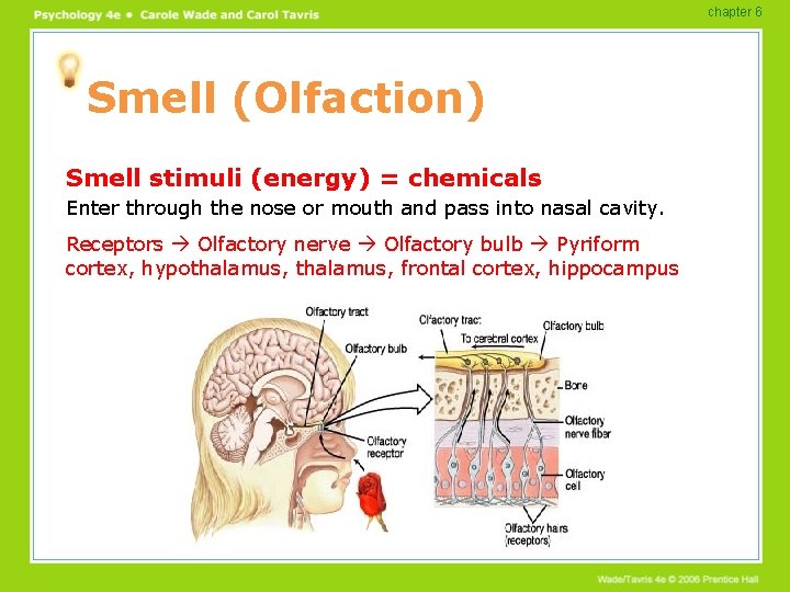 chapter 6 Smell (Olfaction) Smell stimuli (energy) = chemicals Enter through the nose or chapter 6 Smell (Olfaction) Smell stimuli (energy) = chemicals Enter through the nose or