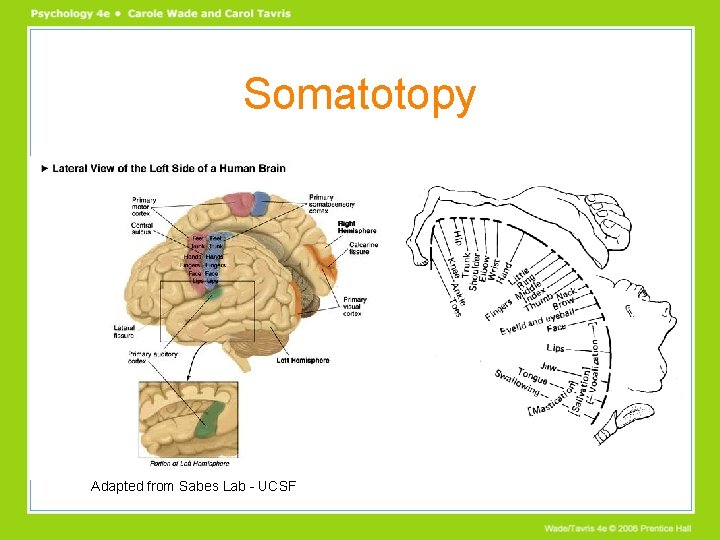 Somatotopy Adapted from Sabes Lab - UCSF Somatotopy Adapted from Sabes Lab - UCSF