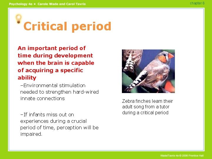 chapter 6 Critical period An important period of time during development when the brain chapter 6 Critical period An important period of time during development when the brain