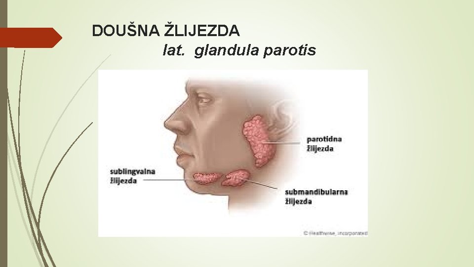 DOUŠNA ŽLIJEZDA lat. glandula parotis 