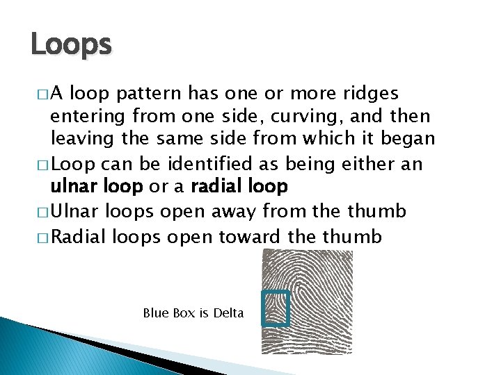 Loops �A loop pattern has one or more ridges entering from one side, curving,