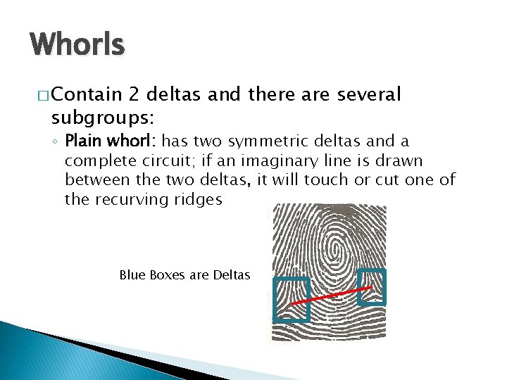 Whorls � Contain 2 deltas and there are several subgroups: ◦ Plain whorl: has