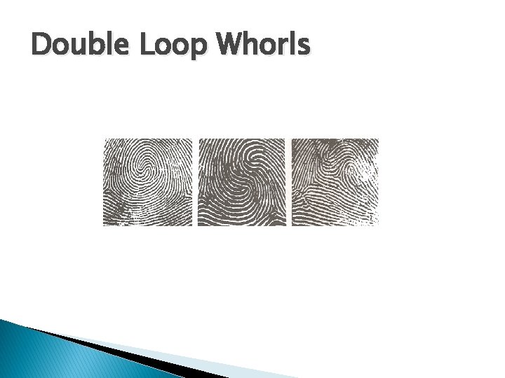 Double Loop Whorls 