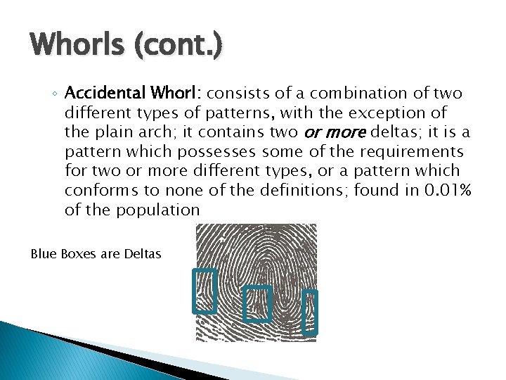 Whorls (cont. ) ◦ Accidental Whorl: consists of a combination of two different types