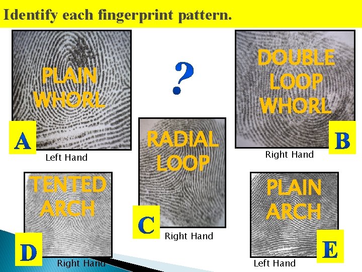 Identify each fingerprint pattern. DOUBLE LOOP WHORL PLAIN WHORL Left Hand TENTED ARCH RADIAL