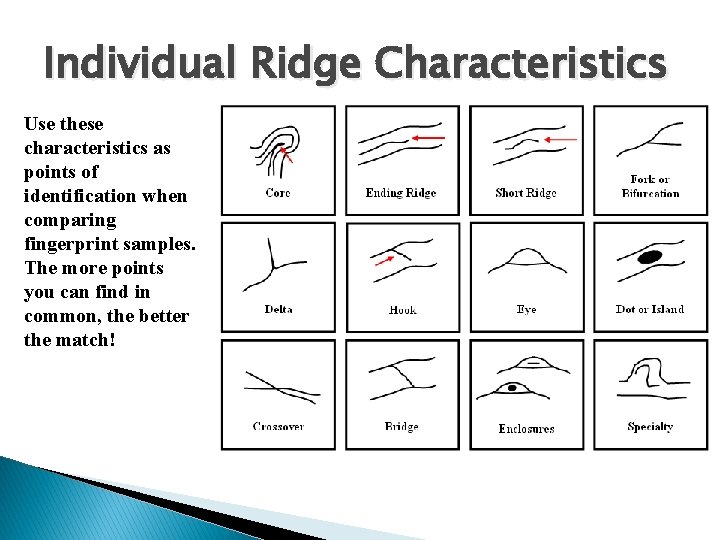 Individual Ridge Characteristics Use these characteristics as points of identification when comparing fingerprint samples.