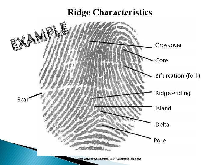 Ridge Characteristics E L P M A EX Crossover Core Bifurcation (fork) Ridge ending