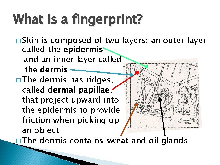 What is a fingerprint? � Skin is composed of two layers: an outer layer