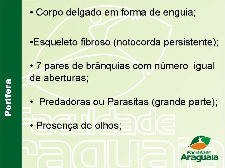  • Corpo delgado em forma de enguia; Porifera • Esqueleto fibroso (notocorda persistente);