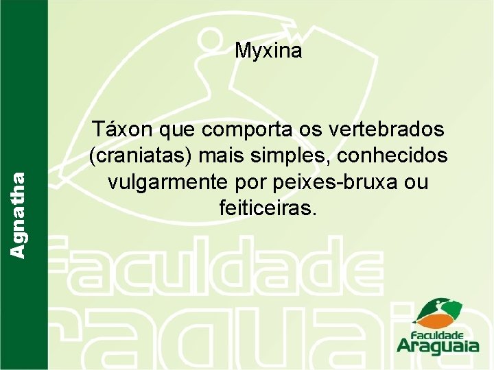 Agnatha Myxina Táxon que comporta os vertebrados (craniatas) mais simples, conhecidos vulgarmente por peixes-bruxa