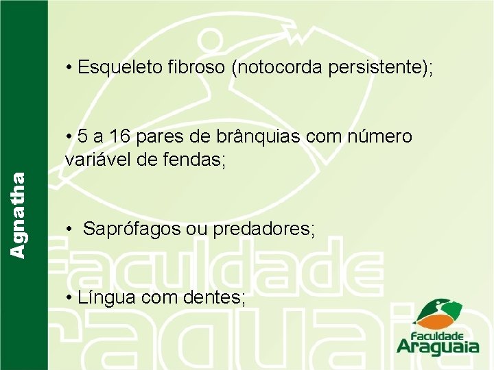  • Esqueleto fibroso (notocorda persistente); Agnatha • 5 a 16 pares de brânquias