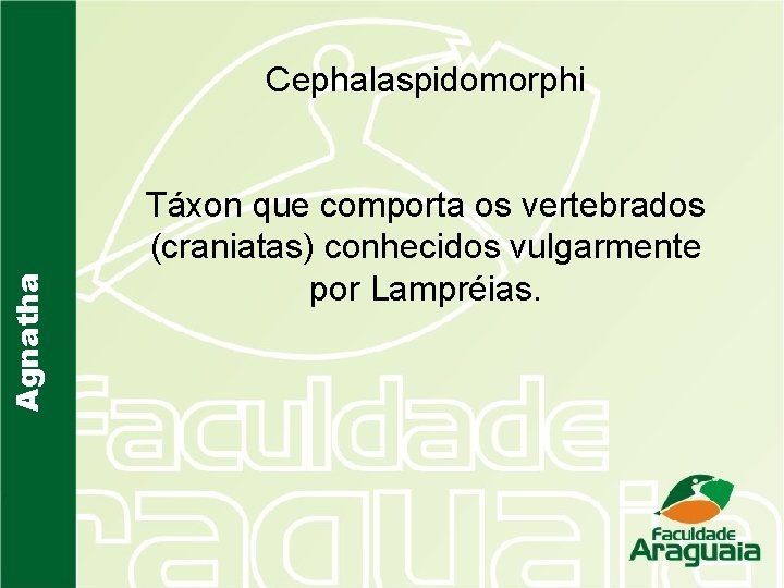 Agnatha Cephalaspidomorphi Táxon que comporta os vertebrados (craniatas) conhecidos vulgarmente por Lampréias. 