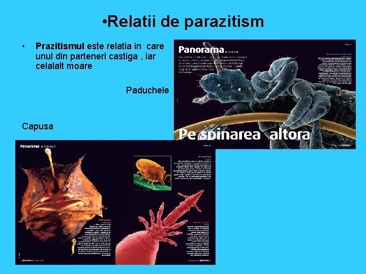  • Relatii de parazitism • Prazitismul este relatia in care unul din parteneri
