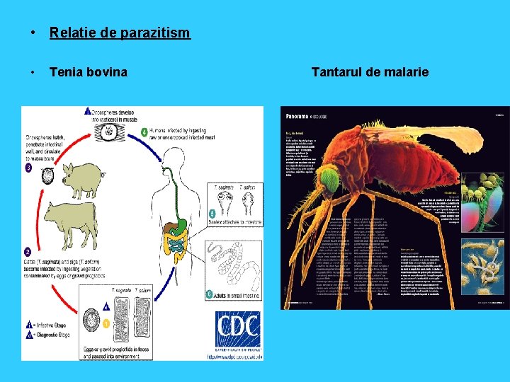  • Relatie de parazitism • Tenia bovina Tantarul de malarie 