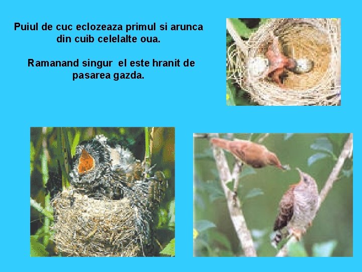 Puiul de cuc eclozeaza primul si arunca din cuib celelalte oua. Ramanand singur el