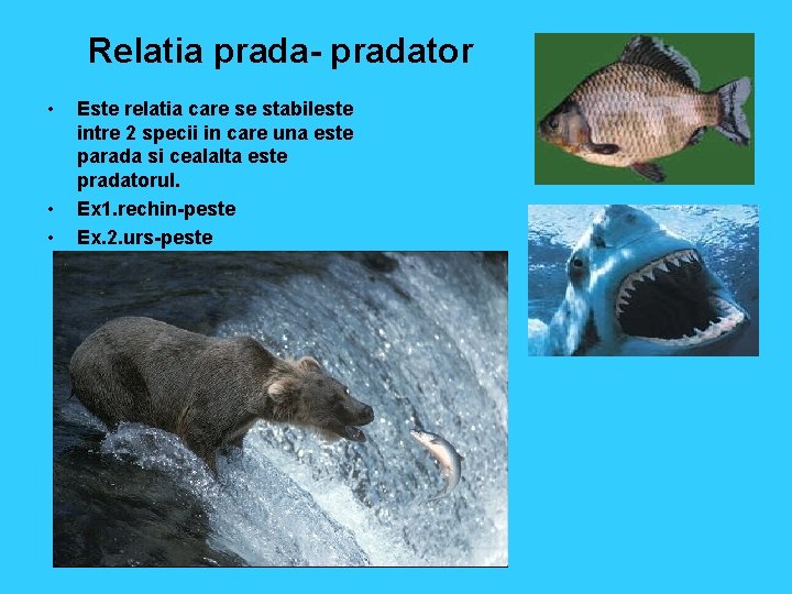 Relatia prada- pradator • • • Este relatia care se stabileste intre 2 specii
