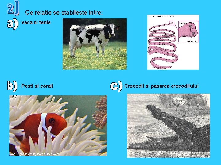 . Ce relatie se stabileste intre: • vaca si tenie • Pesti si corali