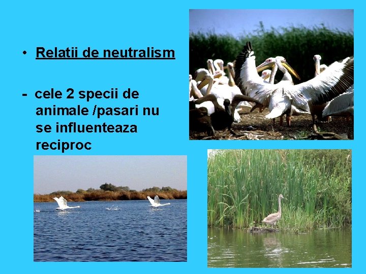  • Relatii de neutralism - cele 2 specii de animale /pasari nu se