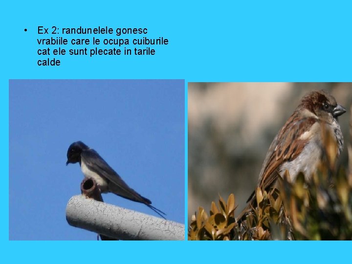  • Ex 2: randunelele gonesc vrabiile care le ocupa cuiburile cat ele sunt