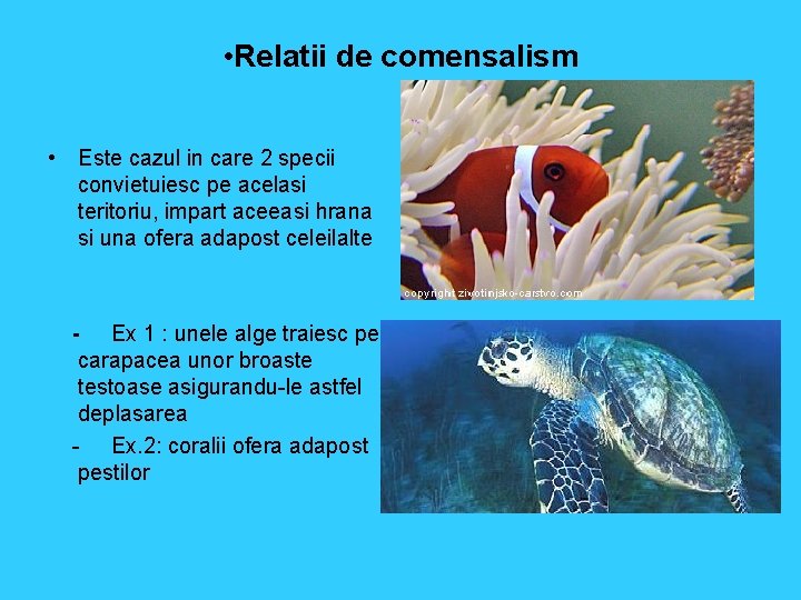  • Relatii de comensalism • Este cazul in care 2 specii convietuiesc pe