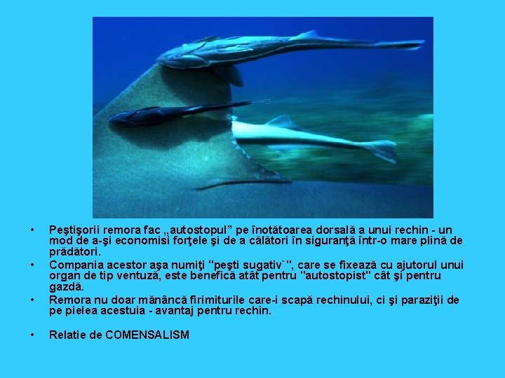  • • Peştişorii remora fac , , autostopul” pe înotătoarea dorsală a unui