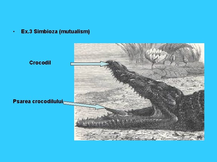  • Ex. 3 Simbioza (mutualism) Crocodil Psarea crocodilului 
