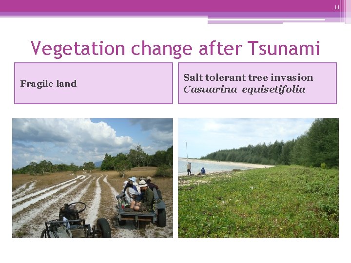 11 Vegetation change after Tsunami Fragile land Salt tolerant tree invasion Casuarina equisetifolia 