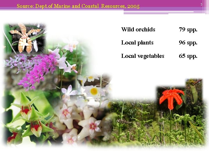 5 Source: Dept. of Marine and Coastal Resources, 2005 Wild orchids Local plants Local