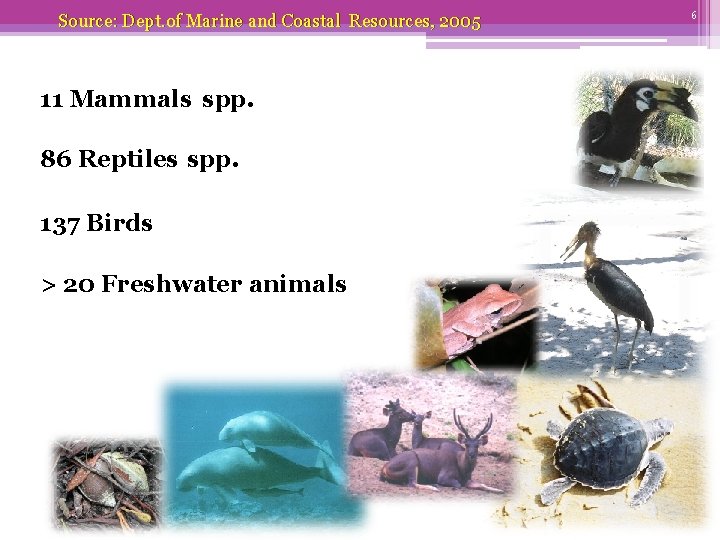 Source: Dept. of Marine and Coastal Resources, 2005 11 Mammals spp. 86 Reptiles spp.