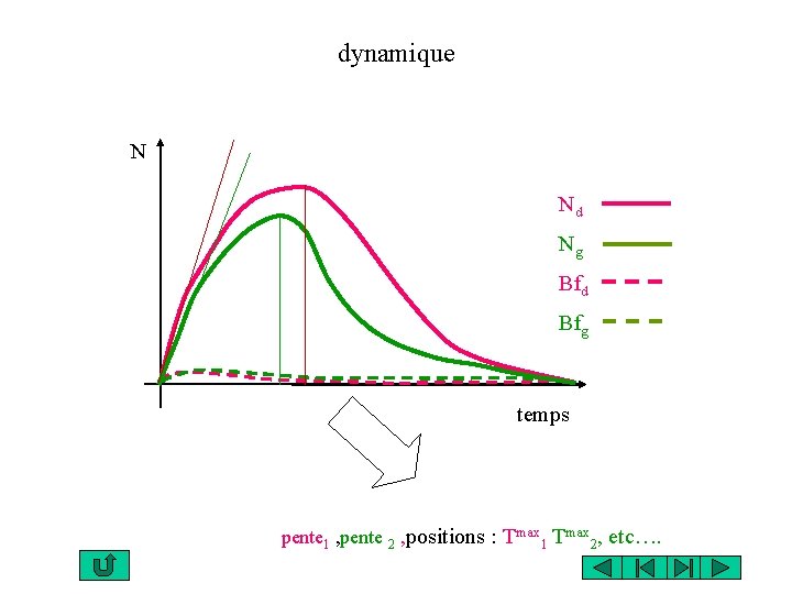 dynamique N Nd Ng Bfd Bfg temps pente 1 , pente 2 , positions