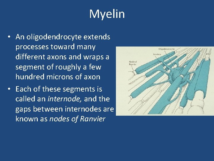 Myelin • An oligodendrocyte extends processes toward many different axons and wraps a segment